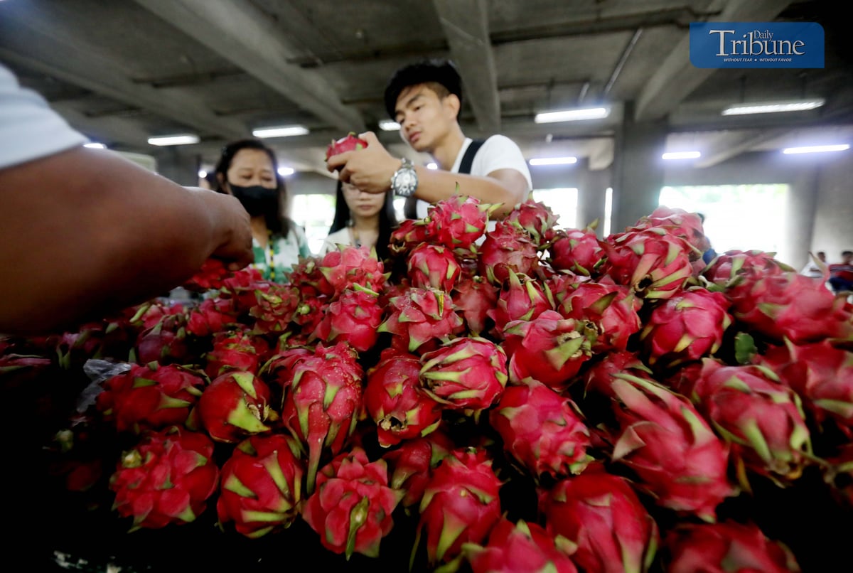 TRIBUNE-dragonfruits